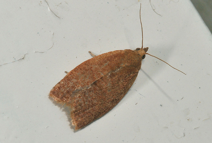 Clepsis consimilana